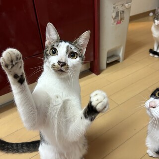 ５兄妹唯一の男子はやとくん！