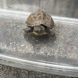 生後6ヶ月のクサガメを引き取ってくれる方募集