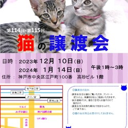 猫の譲渡会 in 神戸三宮 ″ 猫のミーナ ″