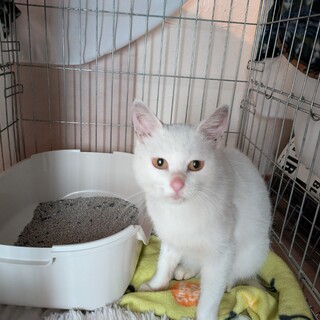 漁港でお腹を空かせて鳴いていました