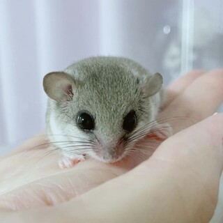 アフリカヤマネ　女の子の【チップ】