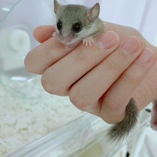 アフリカヤマネ　男の子　【ベビィ】