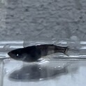 メダカの里親募集中