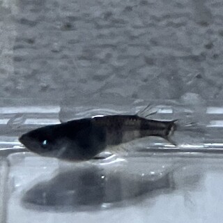 メダカの里親募集中