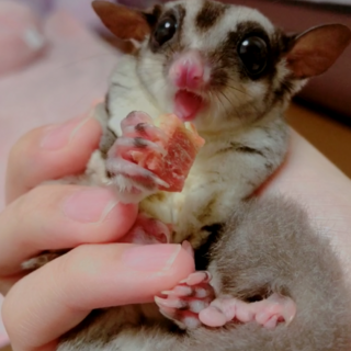 フクロモモンガ　女の子【おもち】