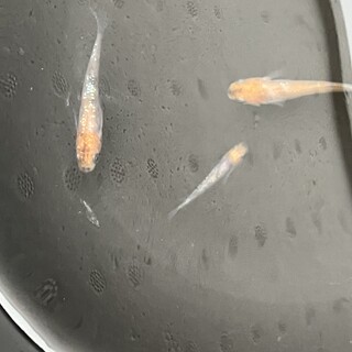 めだかの里親さん募集❗️