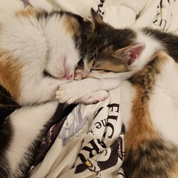 in岡崎市☆子猫たくさん！保護猫をオウチに迎えよう☆2024年11月23日(土)～ちーむ にゃいんず