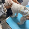 トイプードルMIX♂3歳 仮名⭐︎サン サムネイル5