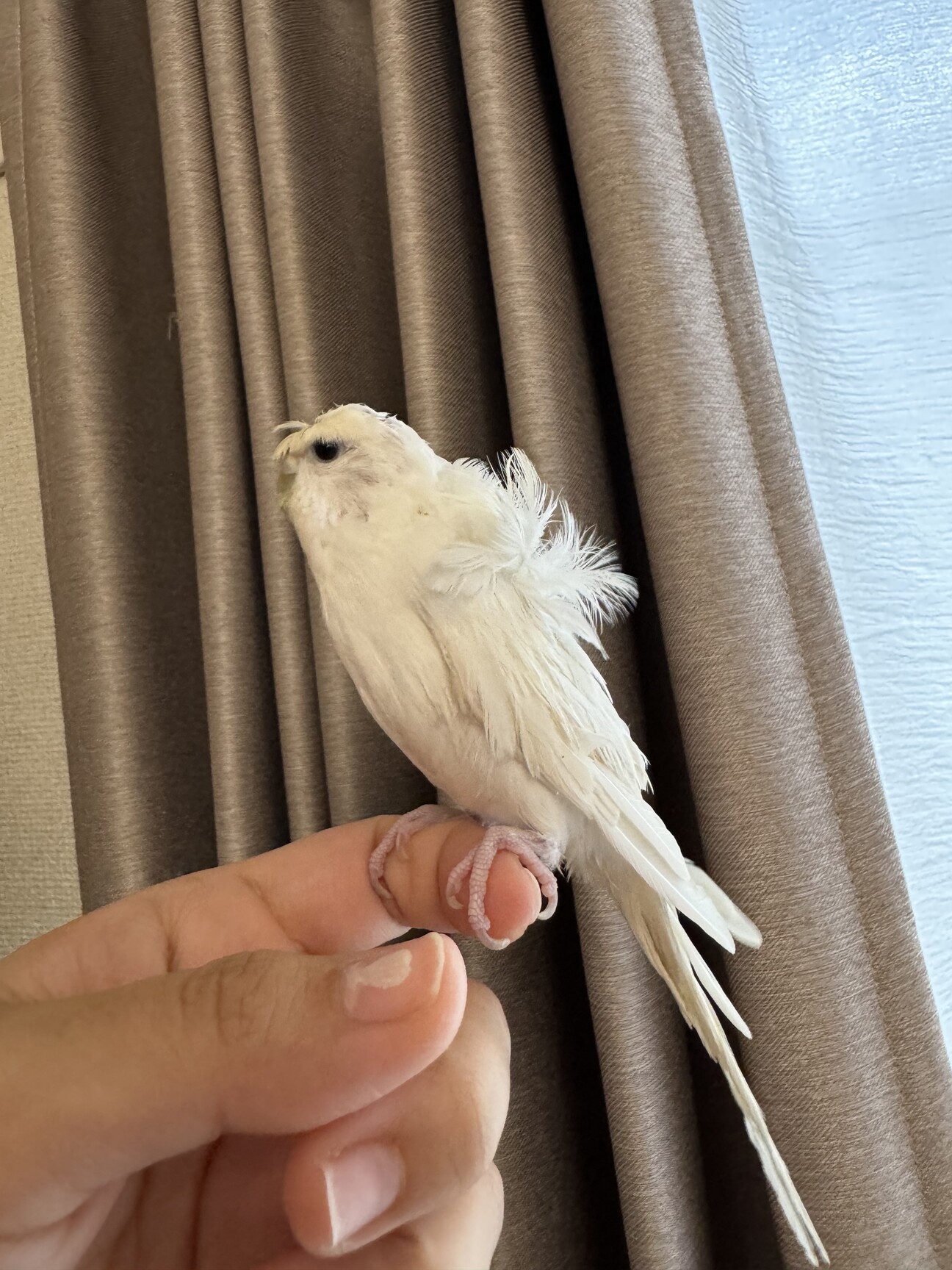 ☆鳥羽さま 専用ページ☆ 羽衣セキセイインコ白 お」東京都 - 鳥の里親募集(505432) 1