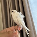 羽衣セキセイインコ白　おそらくメス