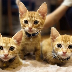 in江南市☆子猫たくさん！保護猫をオウチに迎えよう☆2024年11月24日（日）～ちーむ にゃいんず