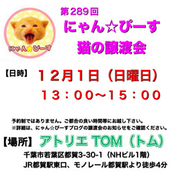 にゃん☆ぴーす猫の譲渡会【都賀･アトリエTOM】