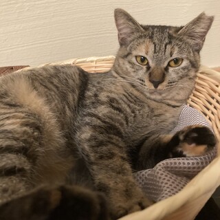 おだやかな女の子