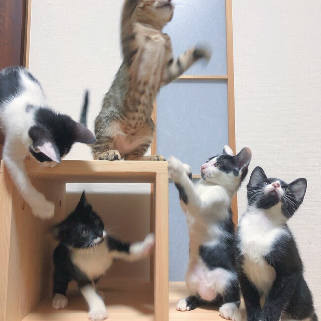 ミッフィ　のカバー写真