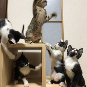 5兄弟でわちゃわちゃ集合写真！