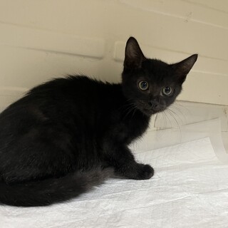 里親決定。黒猫シナノ君