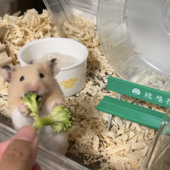 ﾊﾑのカバー写真