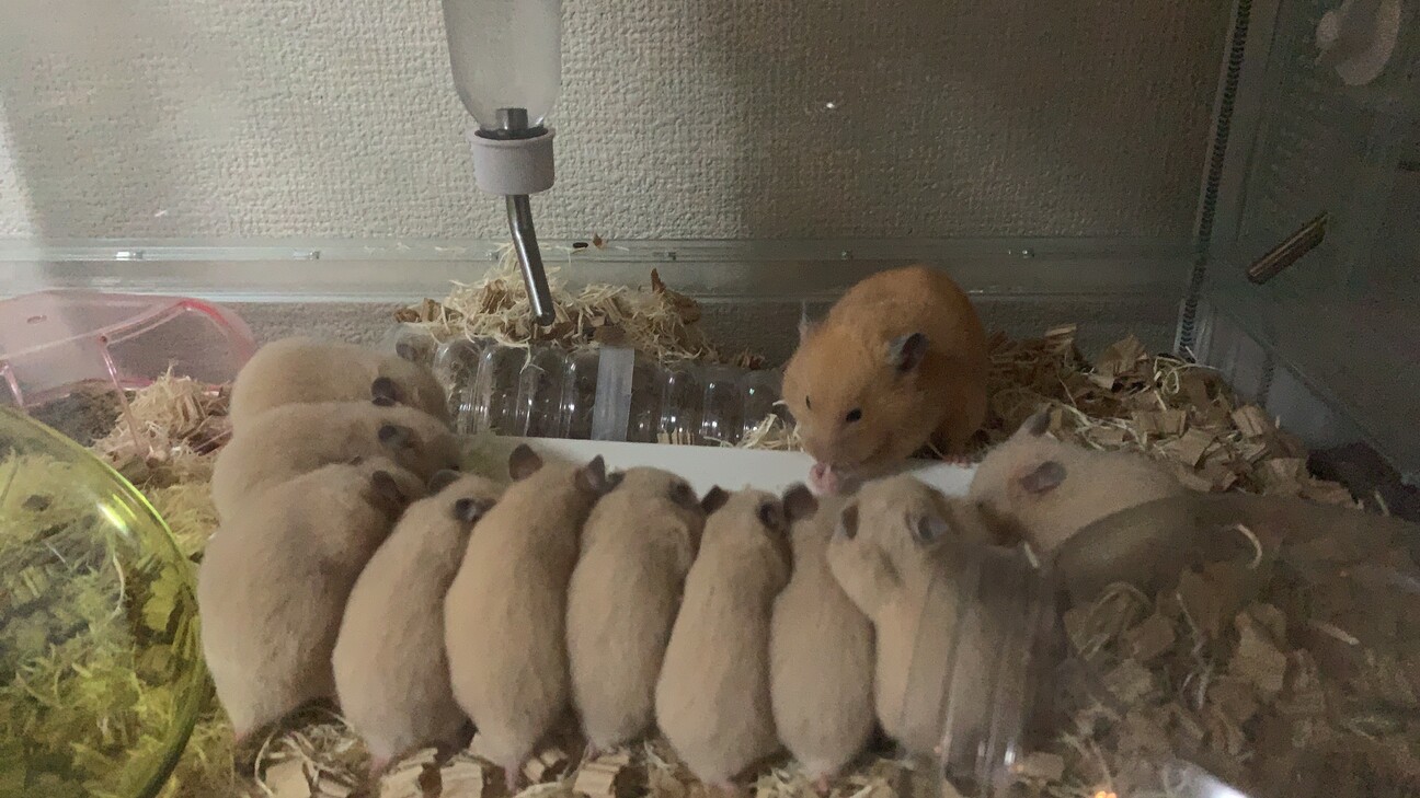 キンクマ キンクマハムスター生後1」大阪府 - 小動物の里親募集(505437