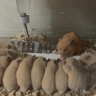 キンクマハムスター生後1ヶ月里親募集