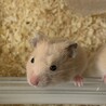 キンクマハムスター生後1ヶ月里親募集 サムネイル2