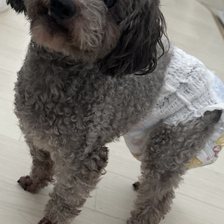 グレートイプードル5歳