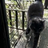 甘えん坊な黒猫男子のロイくん サムネイル2