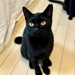 黒猫姉妹☆くねちゃん☆短い鍵しっぽ☆
