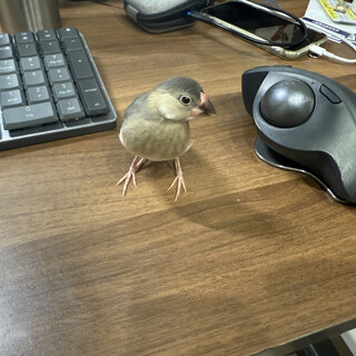 桜文鳥の里親になっていただける方を募集します