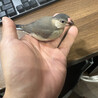 桜文鳥の里親になっていただける方を募集します サムネイル3