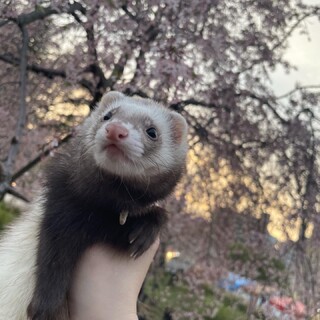 フェレットの里親を探しております