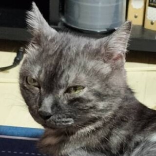 グレー猫