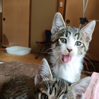 生後2ヶ月の子猫