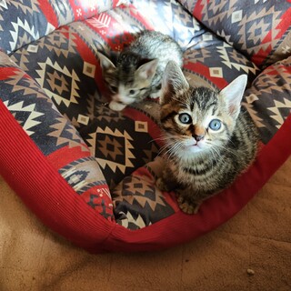 生後2ヶ月の子猫