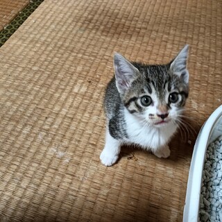 生後2ヶ月の子猫