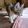 生後2ヶ月の子猫 サムネイル2