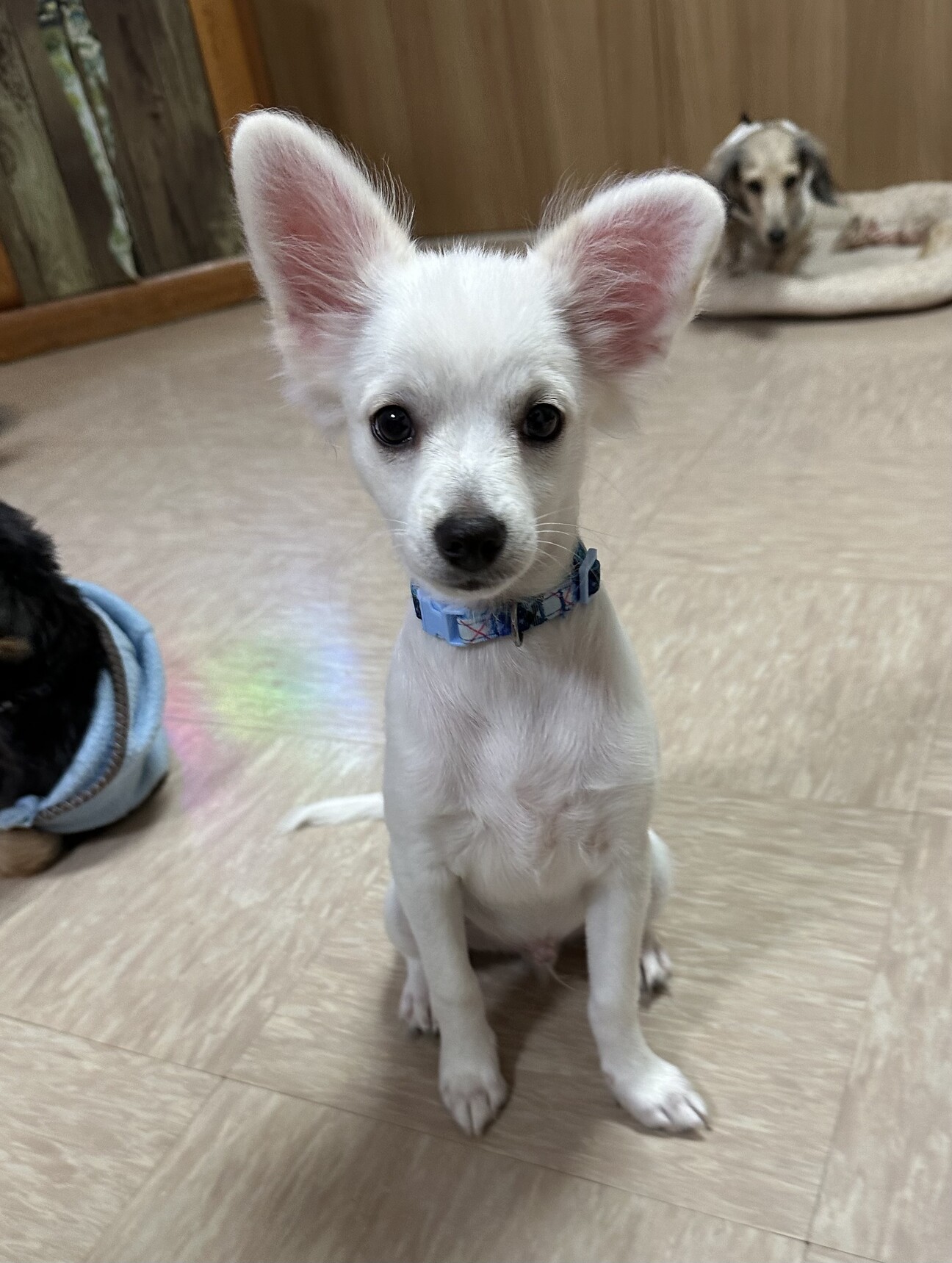 生後3ヶ月チワワのシーザーくん」埼玉県 - 犬の里親募集(500437) 1枚目