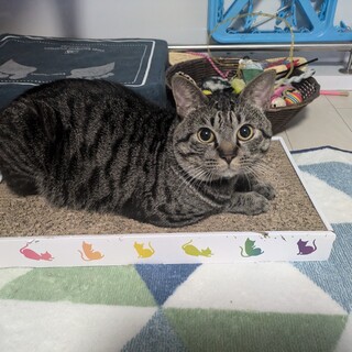 エイズキャリアの男の子です