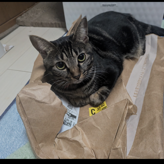 2才の女の子です