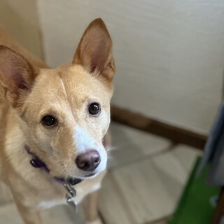 宮古島から小柄なカヤちゃん