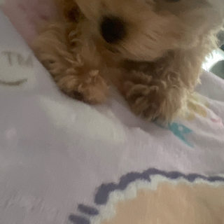 タイニープードル