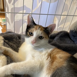 人馴れ抜群の可愛い三毛の女の子エミリーちゃん