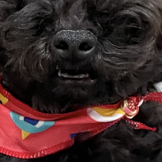 タイニープードル 