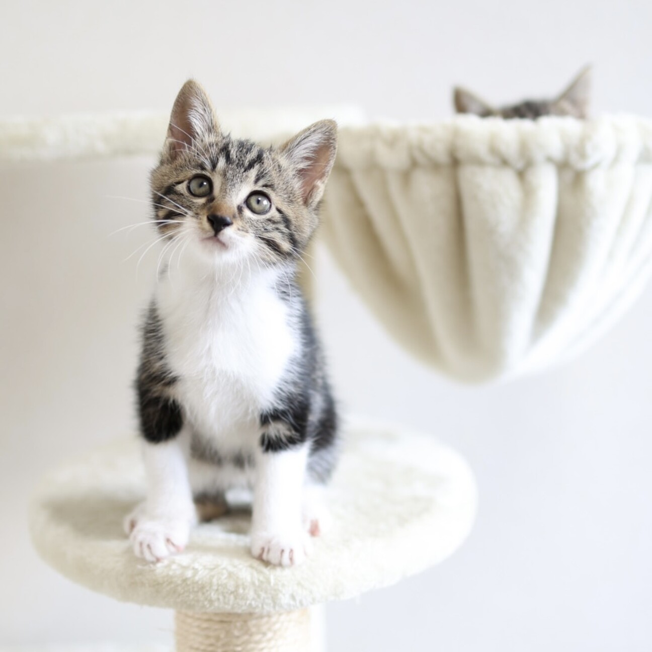 ブラウンタビー&ホワイト」神奈川県 - 猫の里親募集(505470