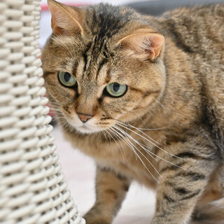 ショウ：気分屋な甘えん坊！