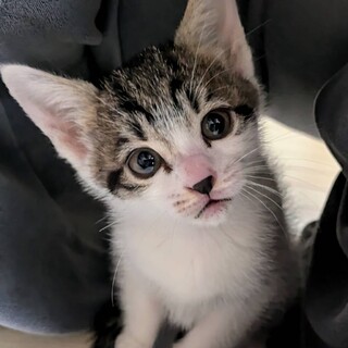 自宅出産きじしろ子猫女の子