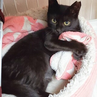 凪ちゃん譲渡決定、有難うございました。