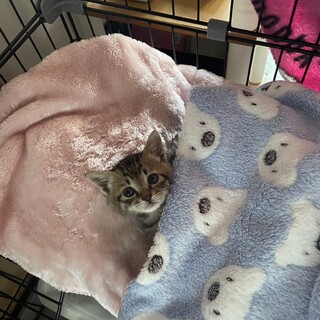 きじこねこ男の子