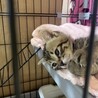 きじこねこ男の子 サムネイル2
