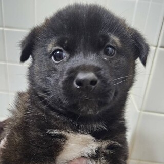 緊急！生後1ケ月の可愛い子犬　