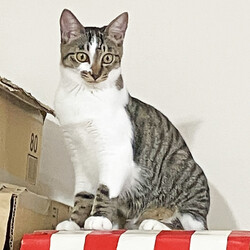 猫と遊べる譲渡会 サムネイル2